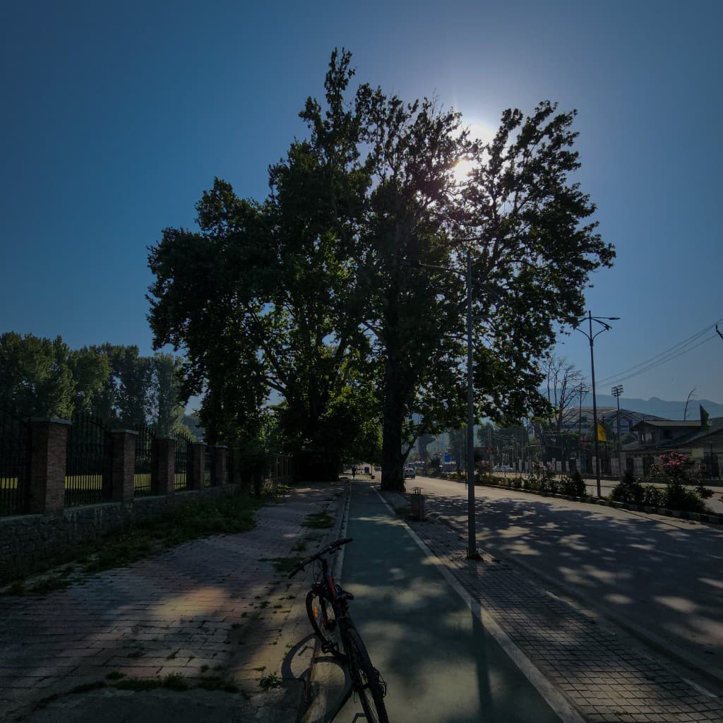 Urban Treescape