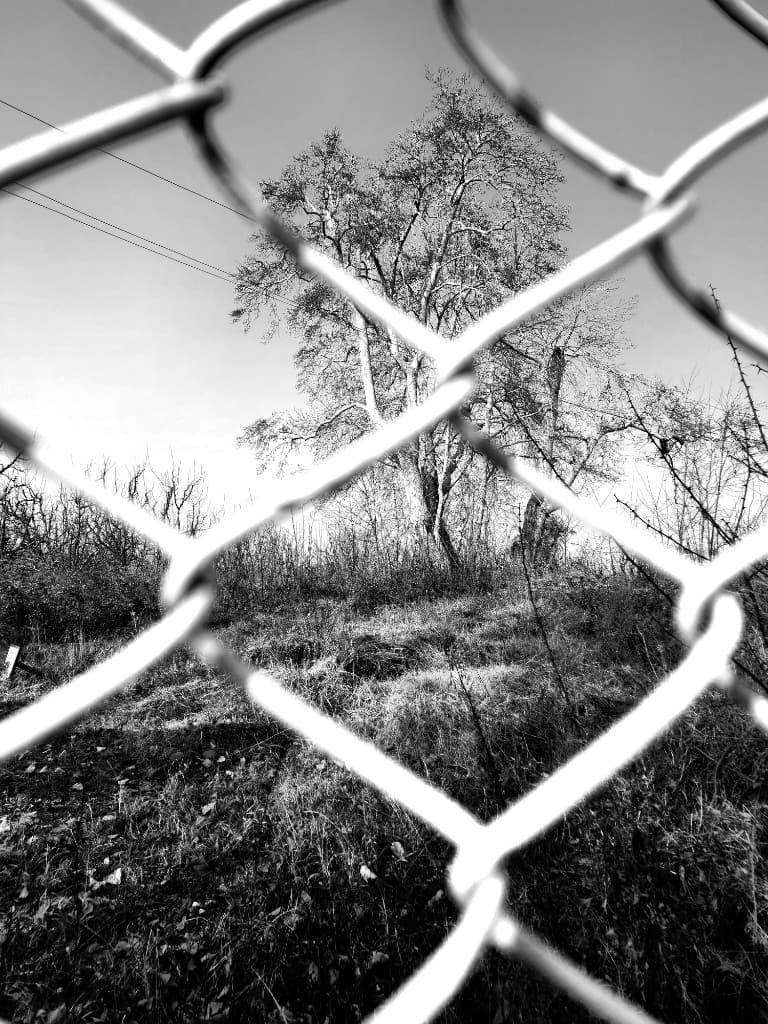 Monochrome Through Lines