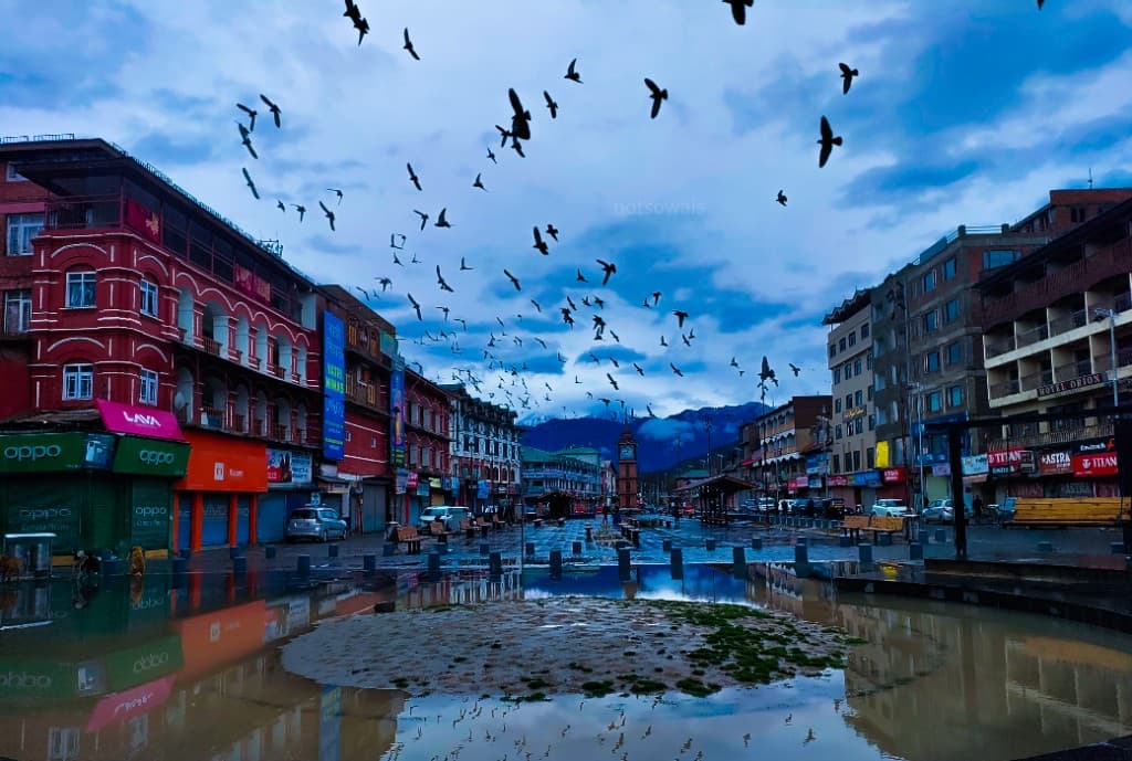 City Birds in Blue